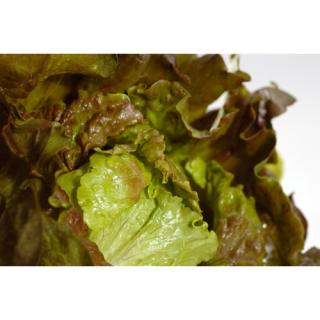 Salat, Batavia rot