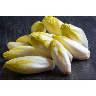 Chicoree, gelb
