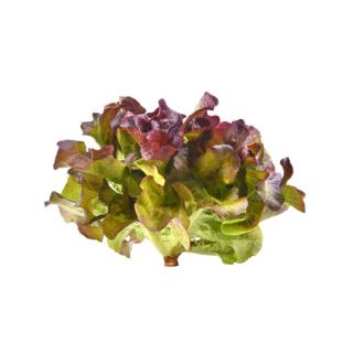 Salat, Kopf-, rot