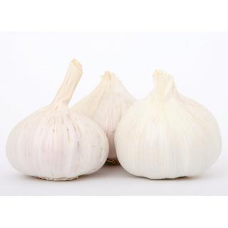 Knoblauch