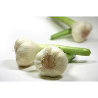Knoblauch frisch