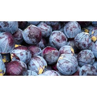 Rotkohl, neue Ernte