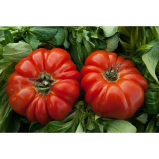 Tomaten, Fleisch, bunte Mischung