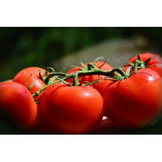 Tomaten, Strauch-