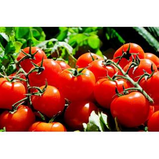 Tomaten, Cocktail-