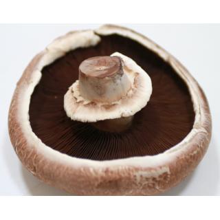 Portobello, große Champignon