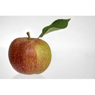 Äpfel, Boskoop