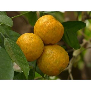 Bitterorangen