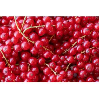 Johannisbeeren, rot 250g