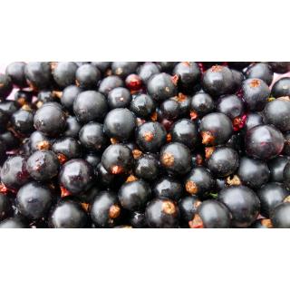 Johannisbeeren, schwarz