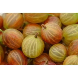 Stachelbeeren 250g
