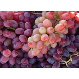 Trauben, rosé, kernlos