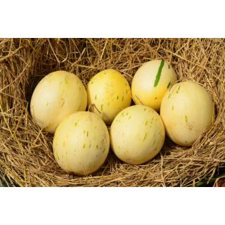 Honig-Melone "Canari" kg
