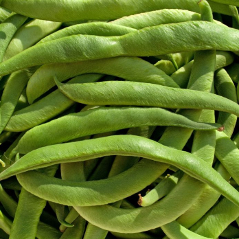 Bohnen, Stangen-