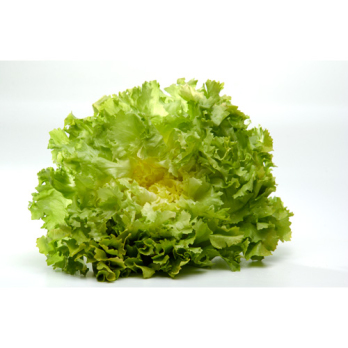 Salat, Endivien-