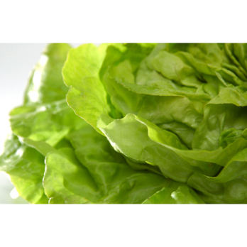 Salat, Kopf-, grün