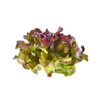 Salat, Kopf-, rot