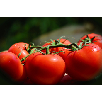 Tomaten, Strauch-