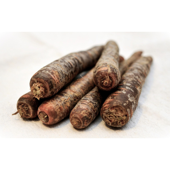 Möhren, violett/bunt