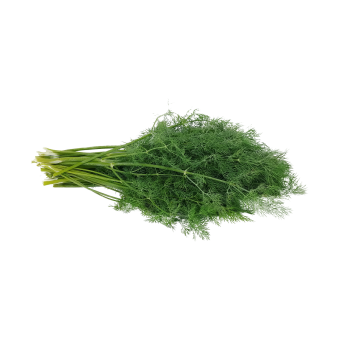 Kräuter-Bd. Dill
