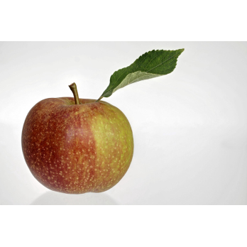 Äpfel, Boskoop