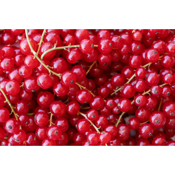 Johannisbeeren, rot 250g
