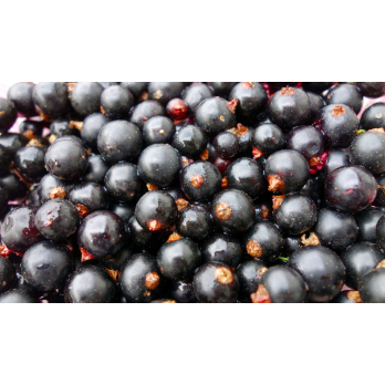 Johannisbeeren, schwarz