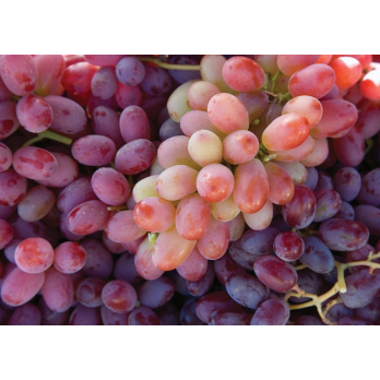 Trauben, rosé, kernlos