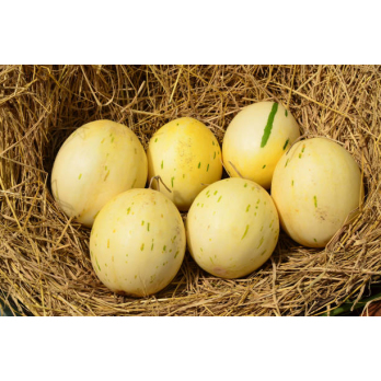 Honig-Melone "Canari" kg