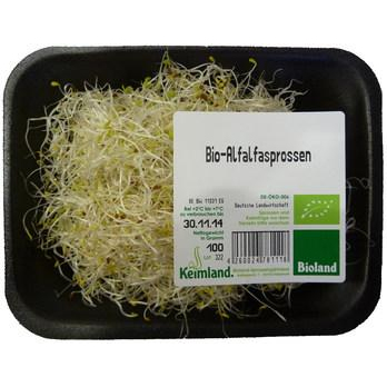 Alfalfa-Sprossen Keimland
