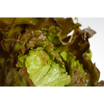 Salat, Batavia rot