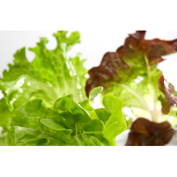 Pflücksalat