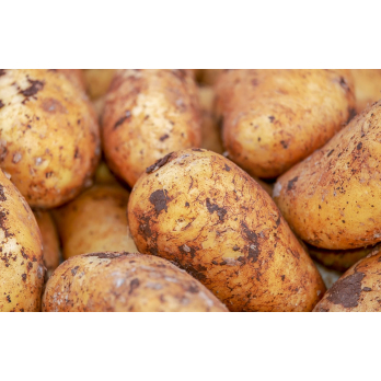 Kartoffeln mehligkochend