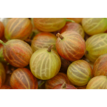 Stachelbeeren 250g