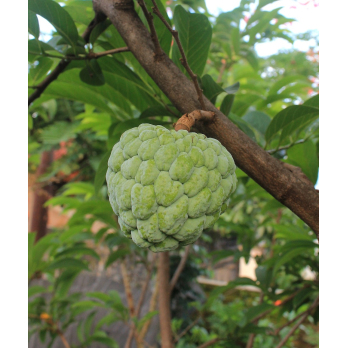 Cherimoya