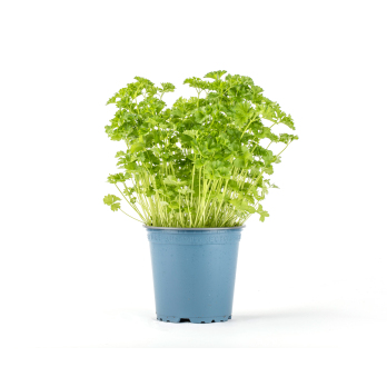 Petersilie im Topf 13cm