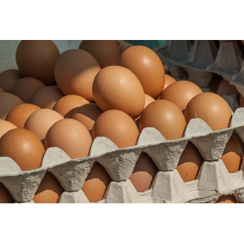 Eier Bruderhahn M, lose